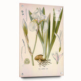 Botanical Art Prints – Vintage Iris Floral Illustration