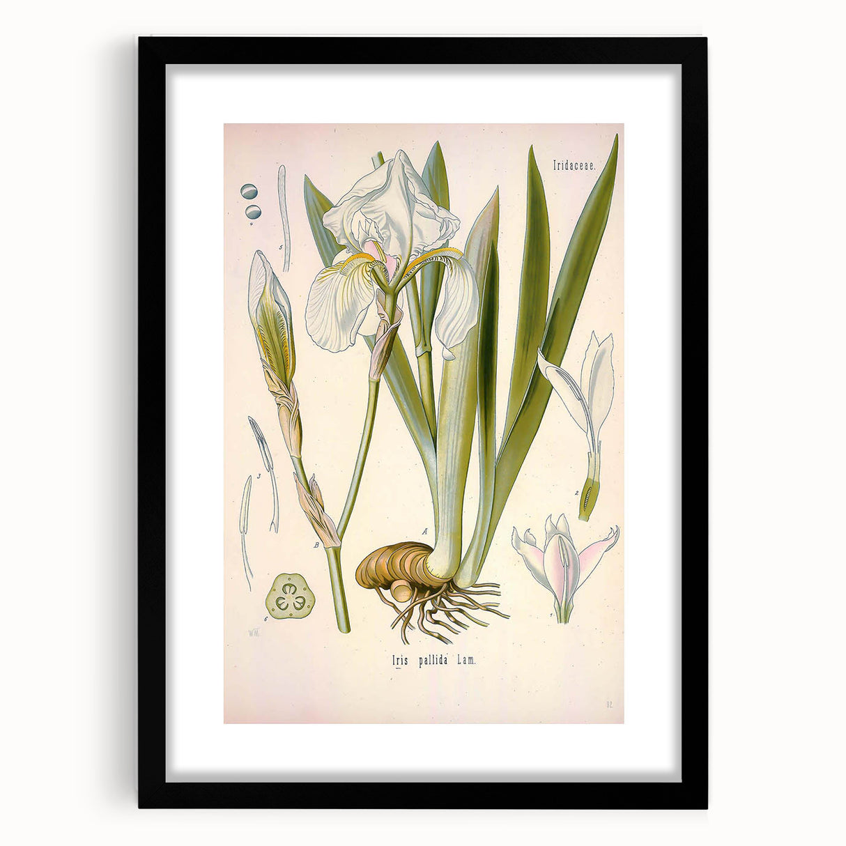 Botanical Art Prints – Vintage Iris Floral Illustration
