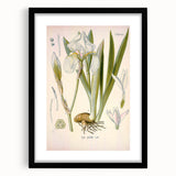 Botanical Art Prints – Vintage Iris Floral Illustration