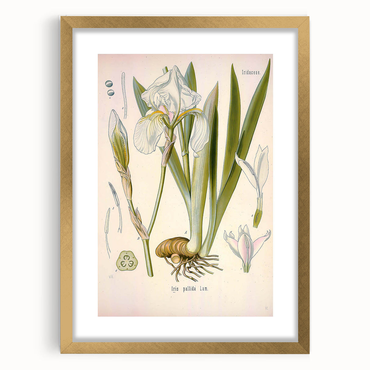 Botanical Art Prints – Vintage Iris Floral Illustration