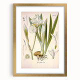 Botanical Art Prints – Vintage Iris Floral Illustration