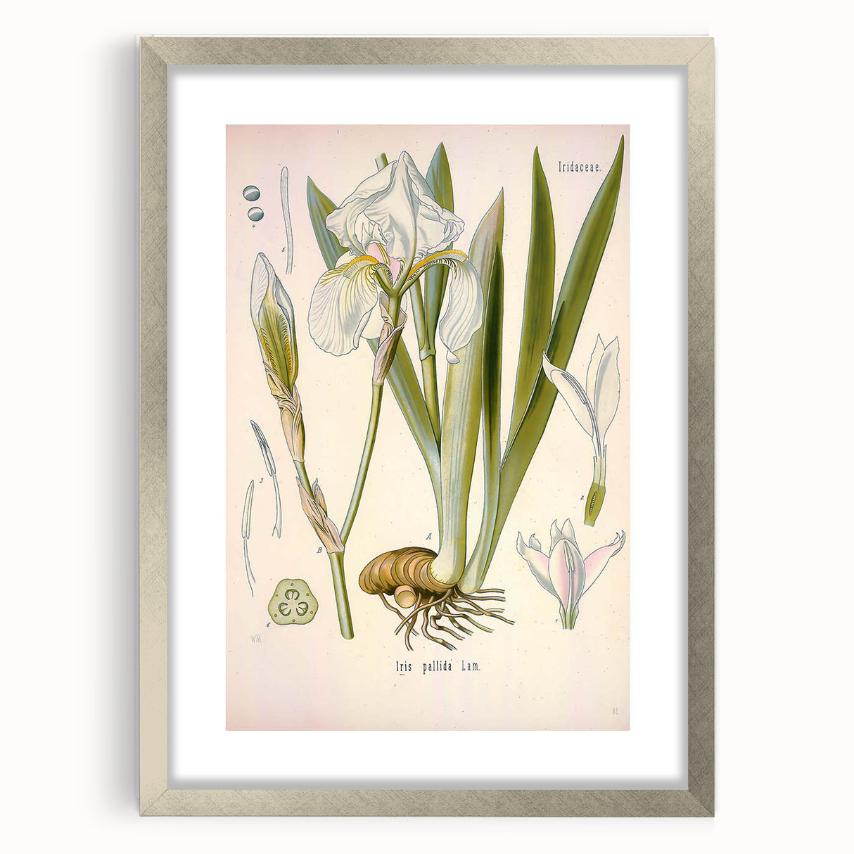 Botanical Art Prints – Vintage Iris Floral Illustration
