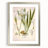 Botanical Art Prints – Vintage Iris Floral Illustration