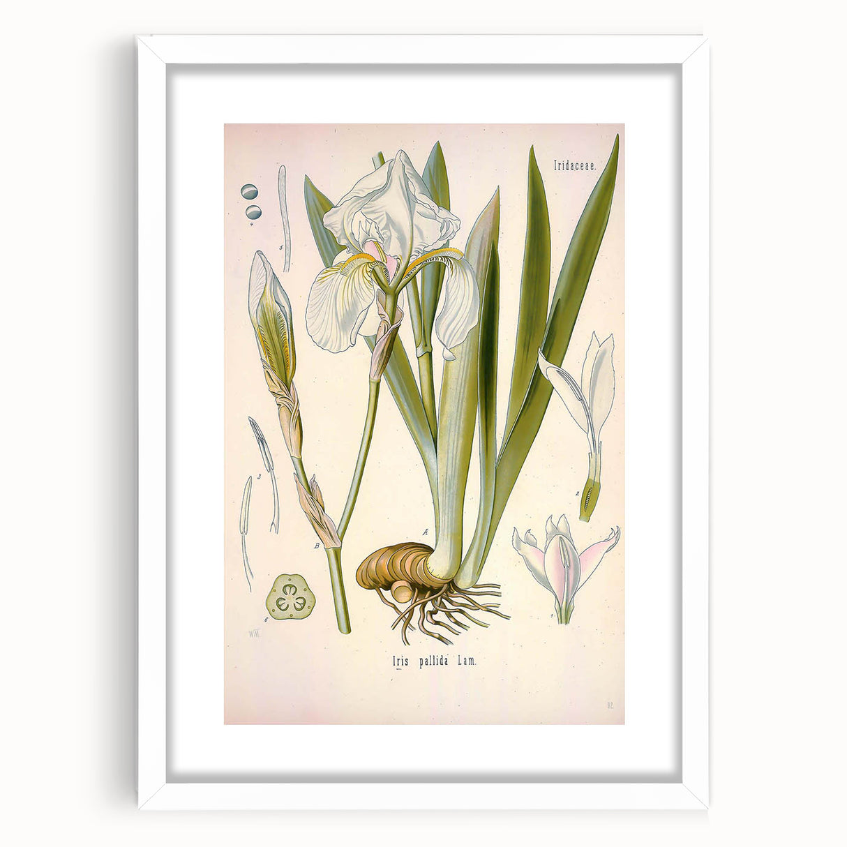 Botanical Art Prints – Vintage Iris Floral Illustration
