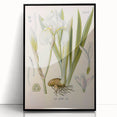 Botanical Art Prints – Vintage Iris Floral Illustration