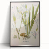 Botanical Art Prints – Vintage Iris Floral Illustration