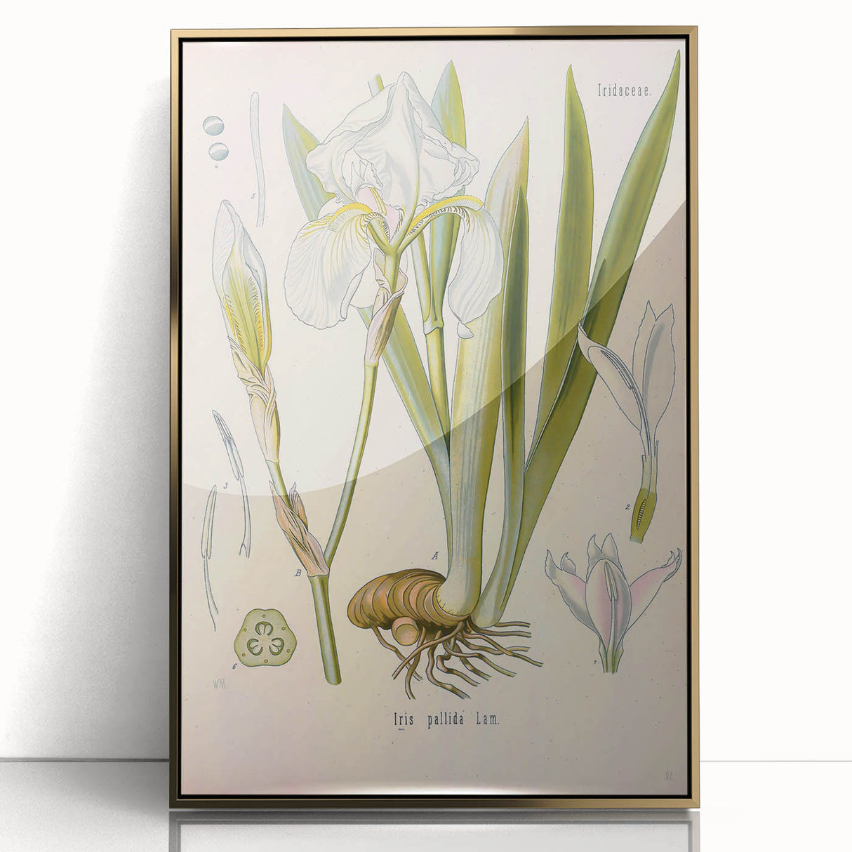 Botanical Art Prints – Vintage Iris Floral Illustration