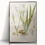 Botanical Art Prints – Vintage Iris Floral Illustration