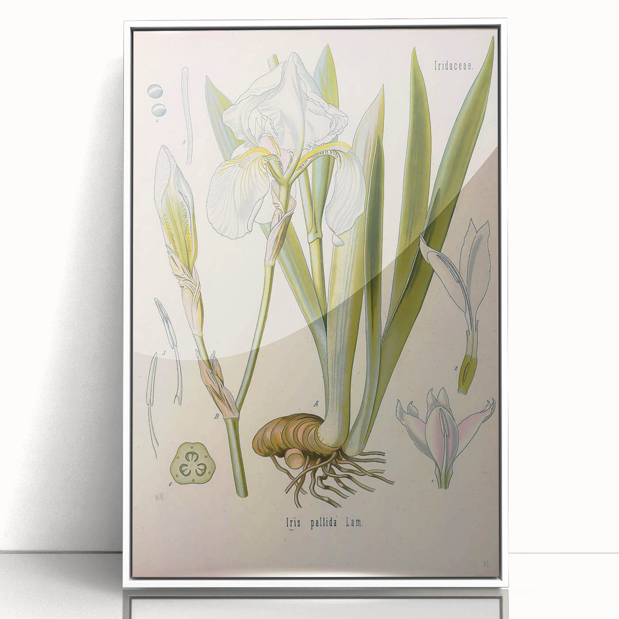 Botanical Art Prints – Vintage Iris Floral Illustration