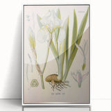 Botanical Art Prints – Vintage Iris Floral Illustration