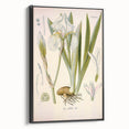Botanical Art Prints – Vintage Iris Floral Illustration