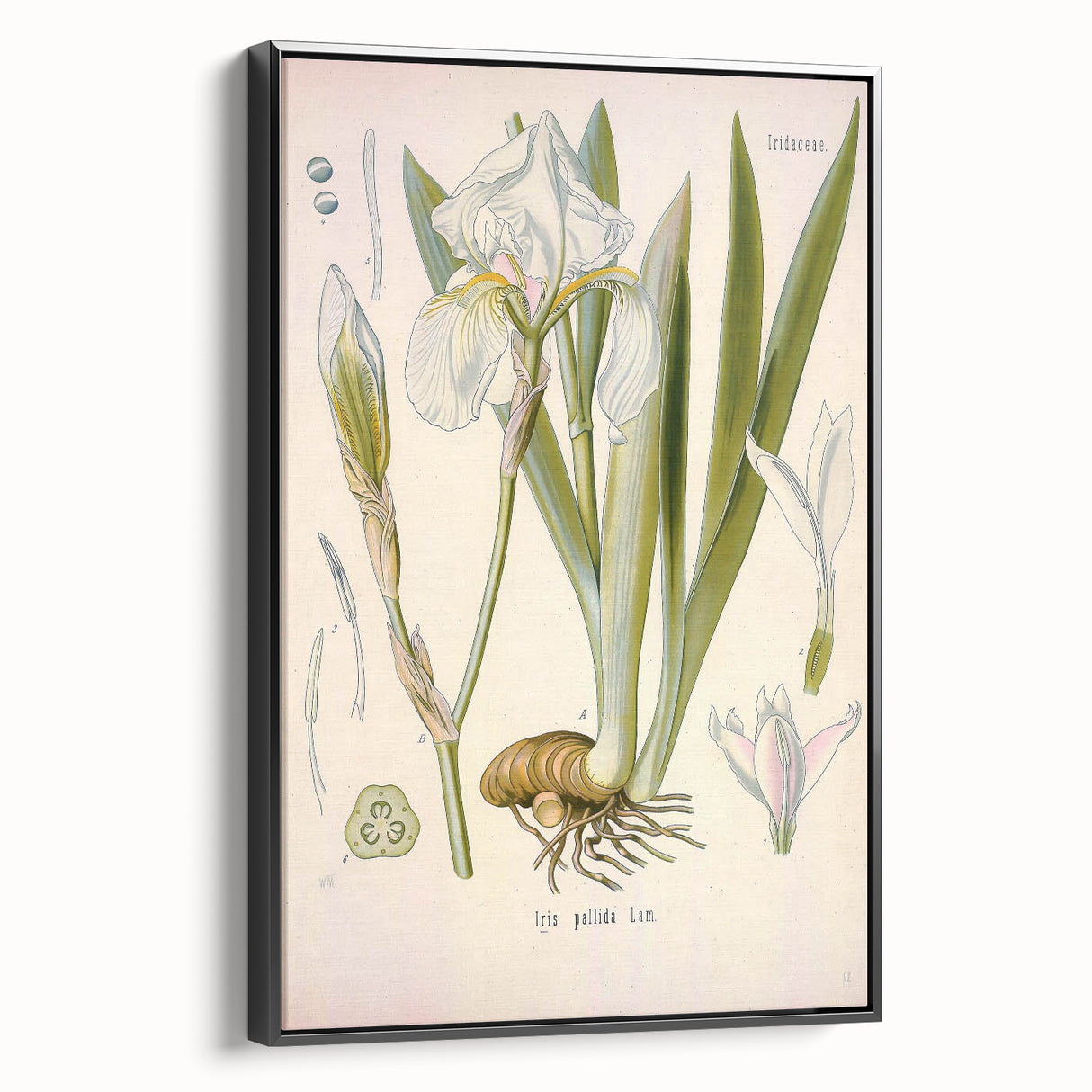 Botanical Art Prints – Vintage Iris Floral Illustration
