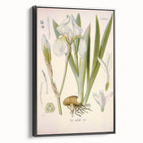Botanical Art Prints – Vintage Iris Floral Illustration