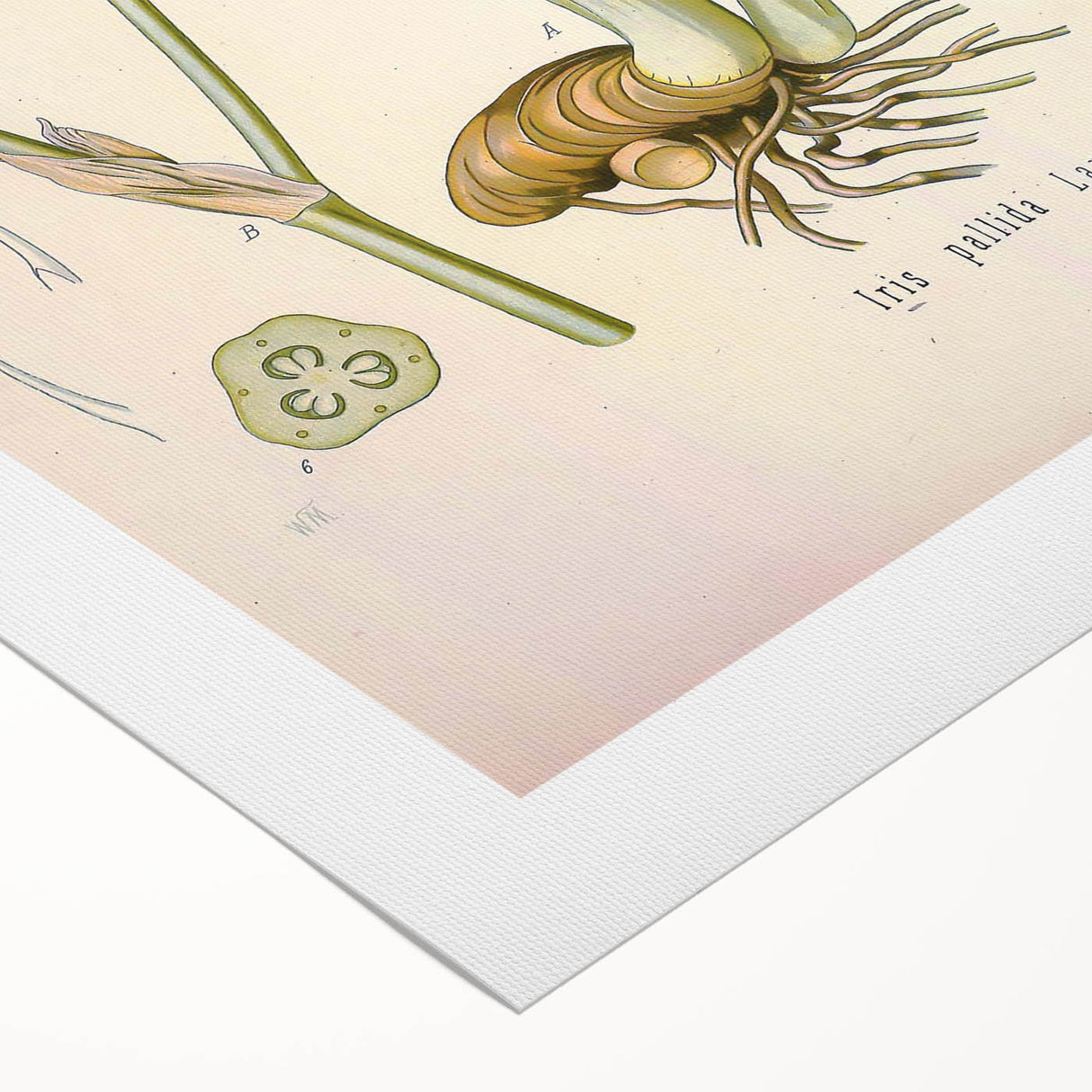 Botanical Art Prints – Vintage Iris Floral Illustration