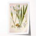 Botanical Art Prints – Vintage Iris Floral Illustration