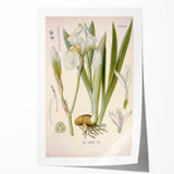 Botanical Art Prints – Vintage Iris Floral Illustration