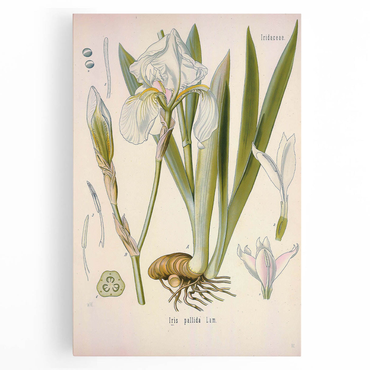 Botanical Art Prints – Vintage Iris Floral Illustration
