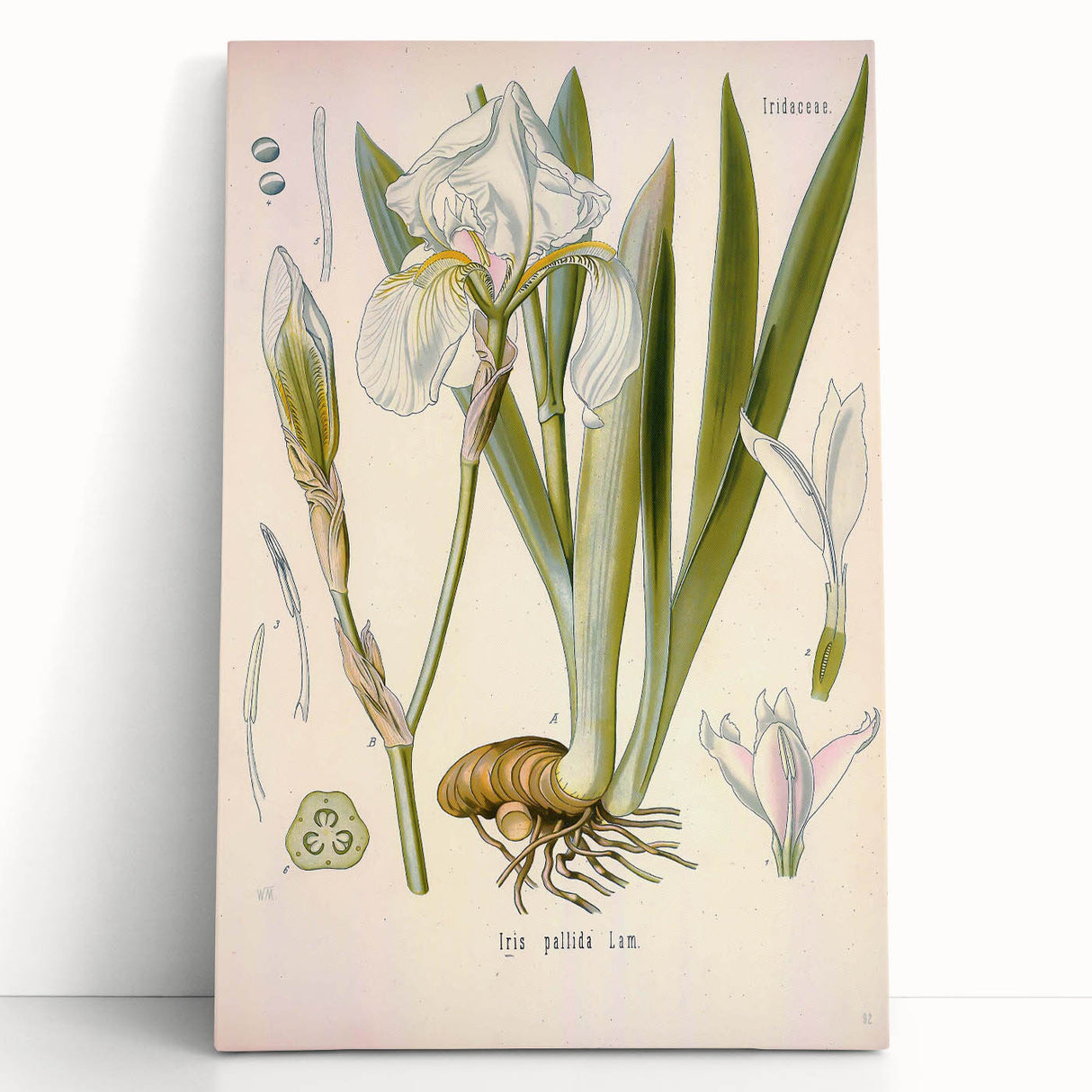 Botanical Art Prints – Vintage Iris Floral Illustration