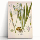 Botanical Art Prints – Vintage Iris Floral Illustration