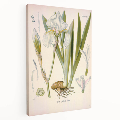 Botanical Art Prints – Vintage Iris Floral Illustration