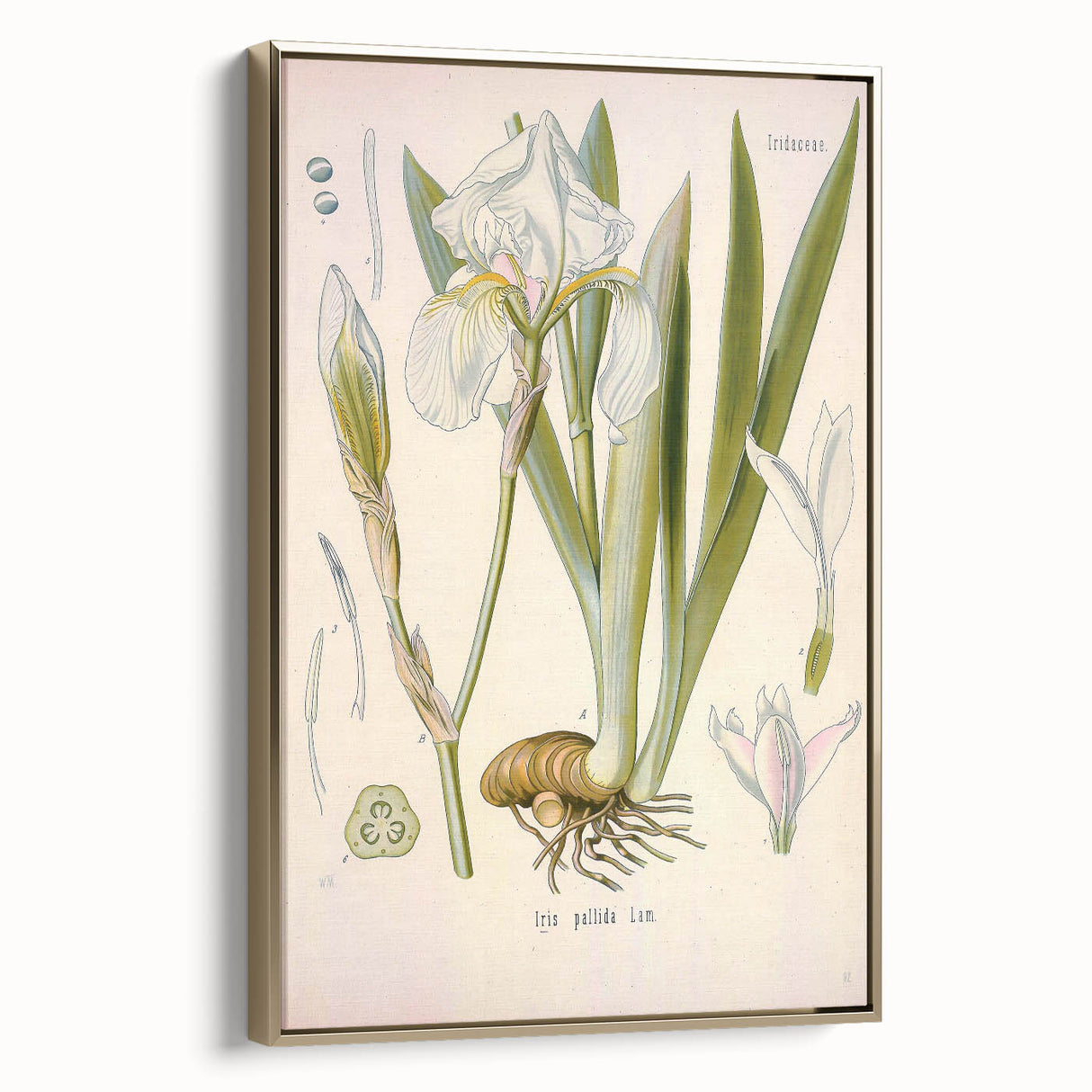 Botanical Art Prints – Vintage Iris Floral Illustration