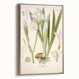 Botanical Art Prints – Vintage Iris Floral Illustration