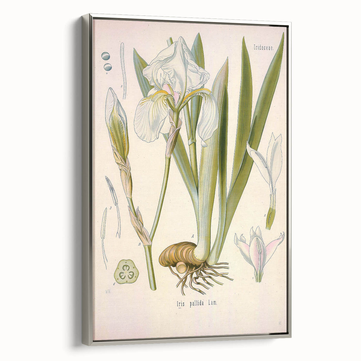 Botanical Art Prints – Vintage Iris Floral Illustration