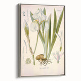 Botanical Art Prints – Vintage Iris Floral Illustration