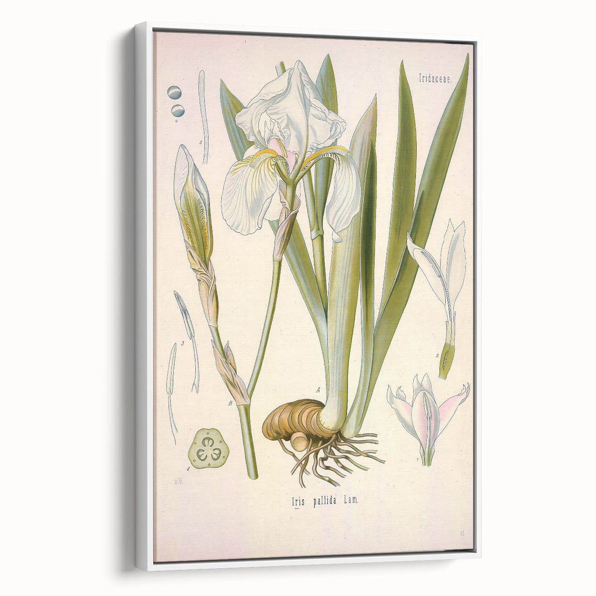 Botanical Art Prints – Vintage Iris Floral Illustration