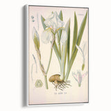 Botanical Art Prints – Vintage Iris Floral Illustration