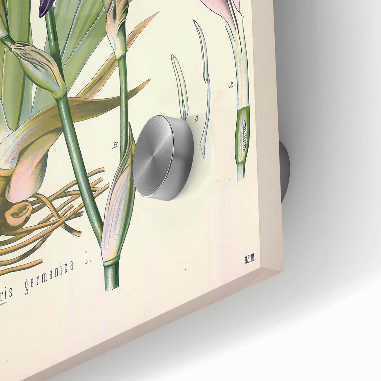Botanical Art Prints – Vintage Iris Floral Illustration