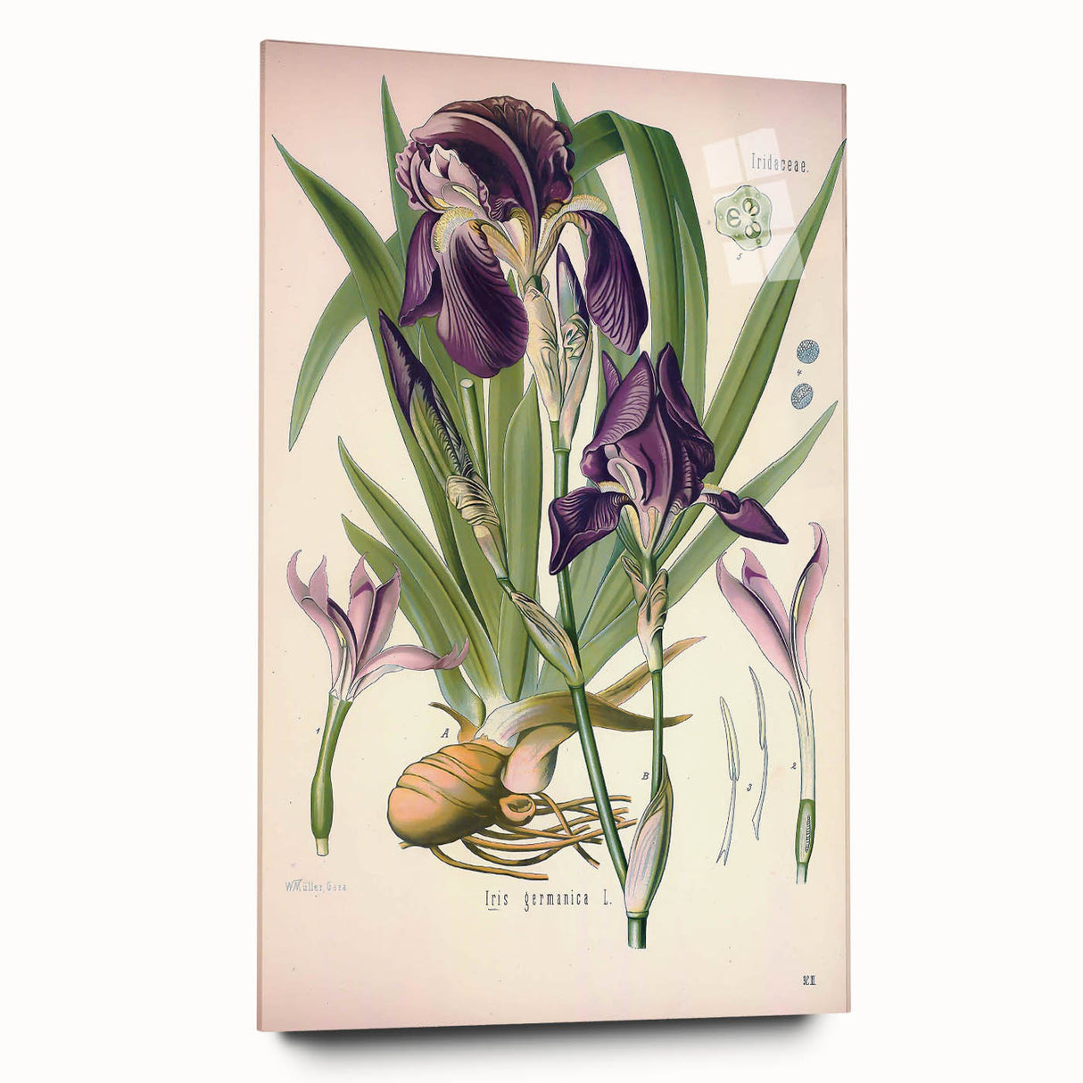 Botanical Art Prints – Vintage Iris Floral Illustration