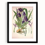 Botanical Art Prints – Vintage Iris Floral Illustration