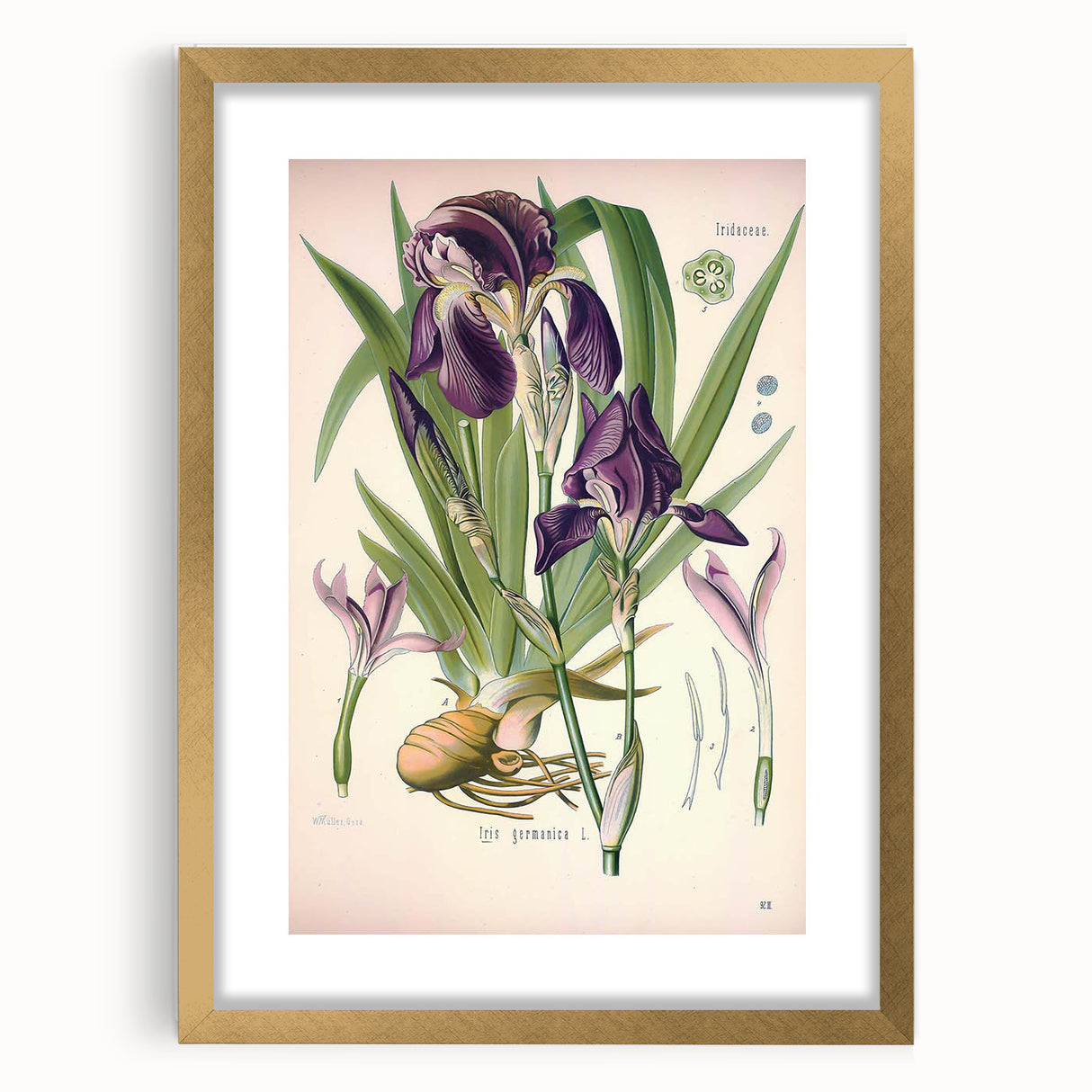 Botanical Art Prints – Vintage Iris Floral Illustration