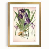 Botanical Art Prints – Vintage Iris Floral Illustration