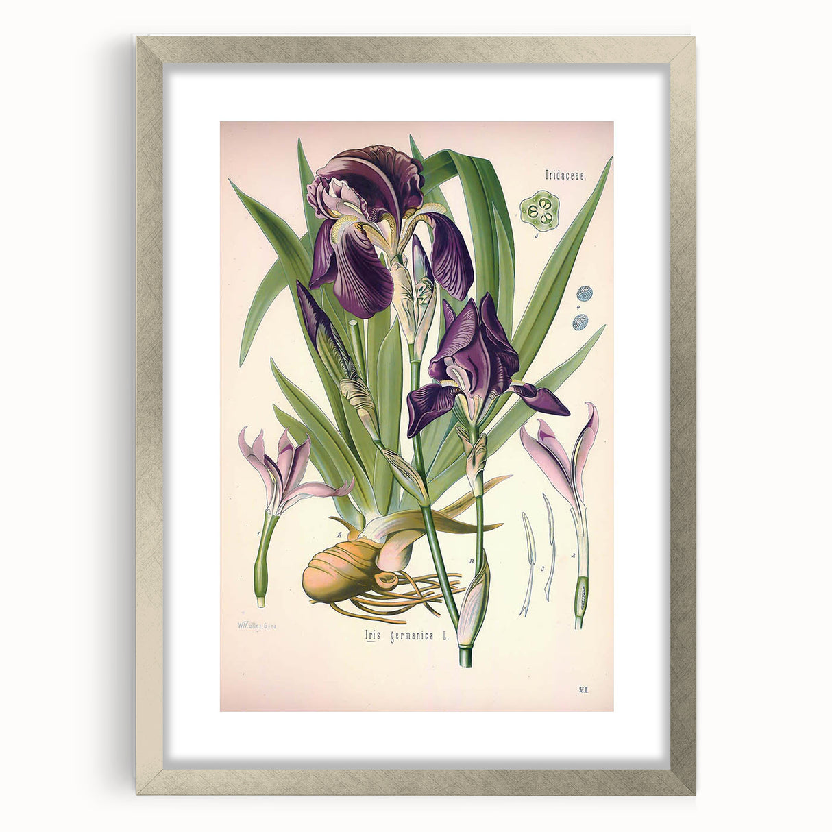 Botanical Art Prints – Vintage Iris Floral Illustration