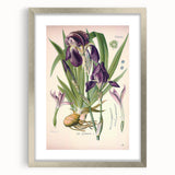 Botanical Art Prints – Vintage Iris Floral Illustration