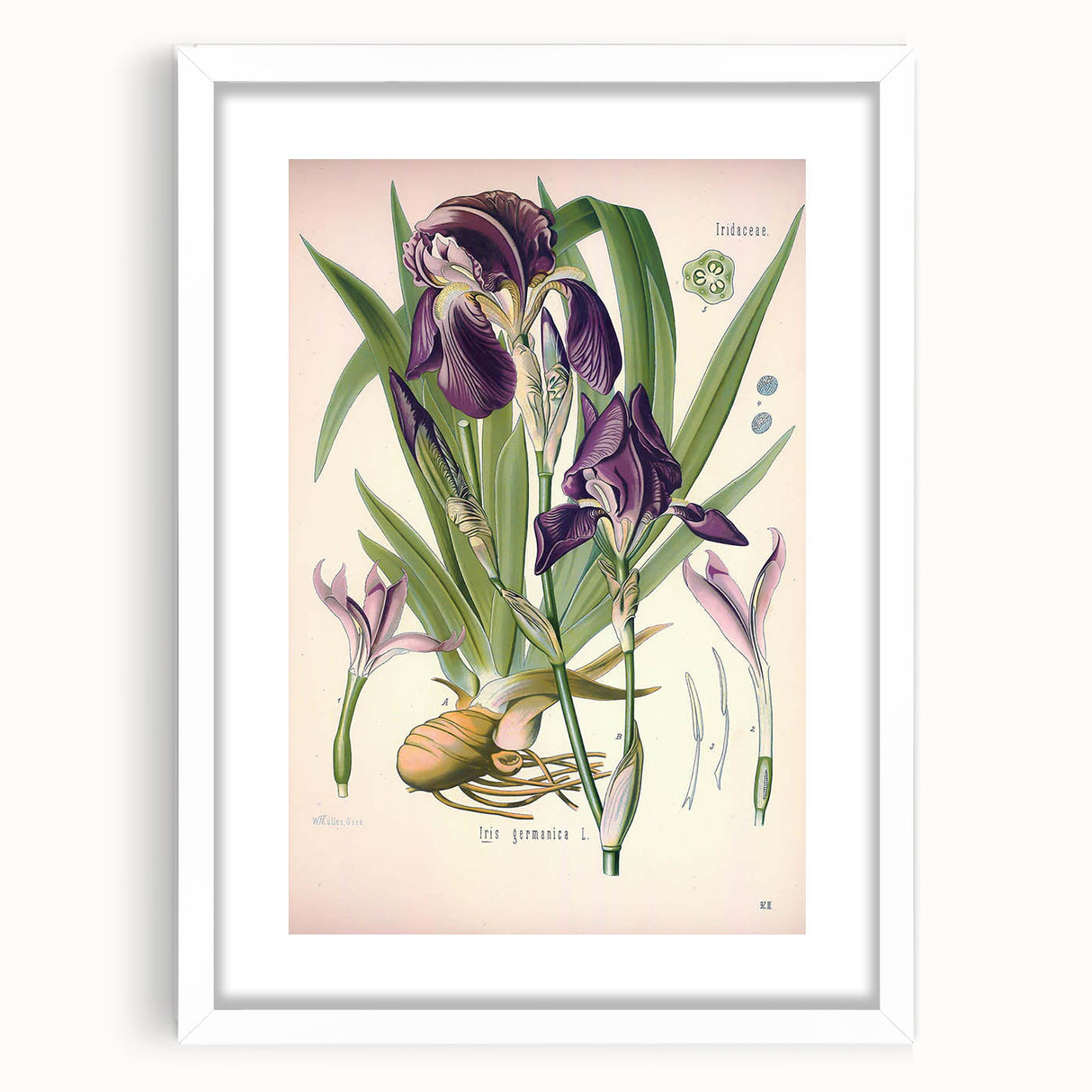 Botanical Art Prints – Vintage Iris Floral Illustration
