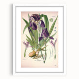 Botanical Art Prints – Vintage Iris Floral Illustration