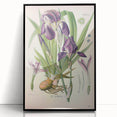 Botanical Art Prints – Vintage Iris Floral Illustration