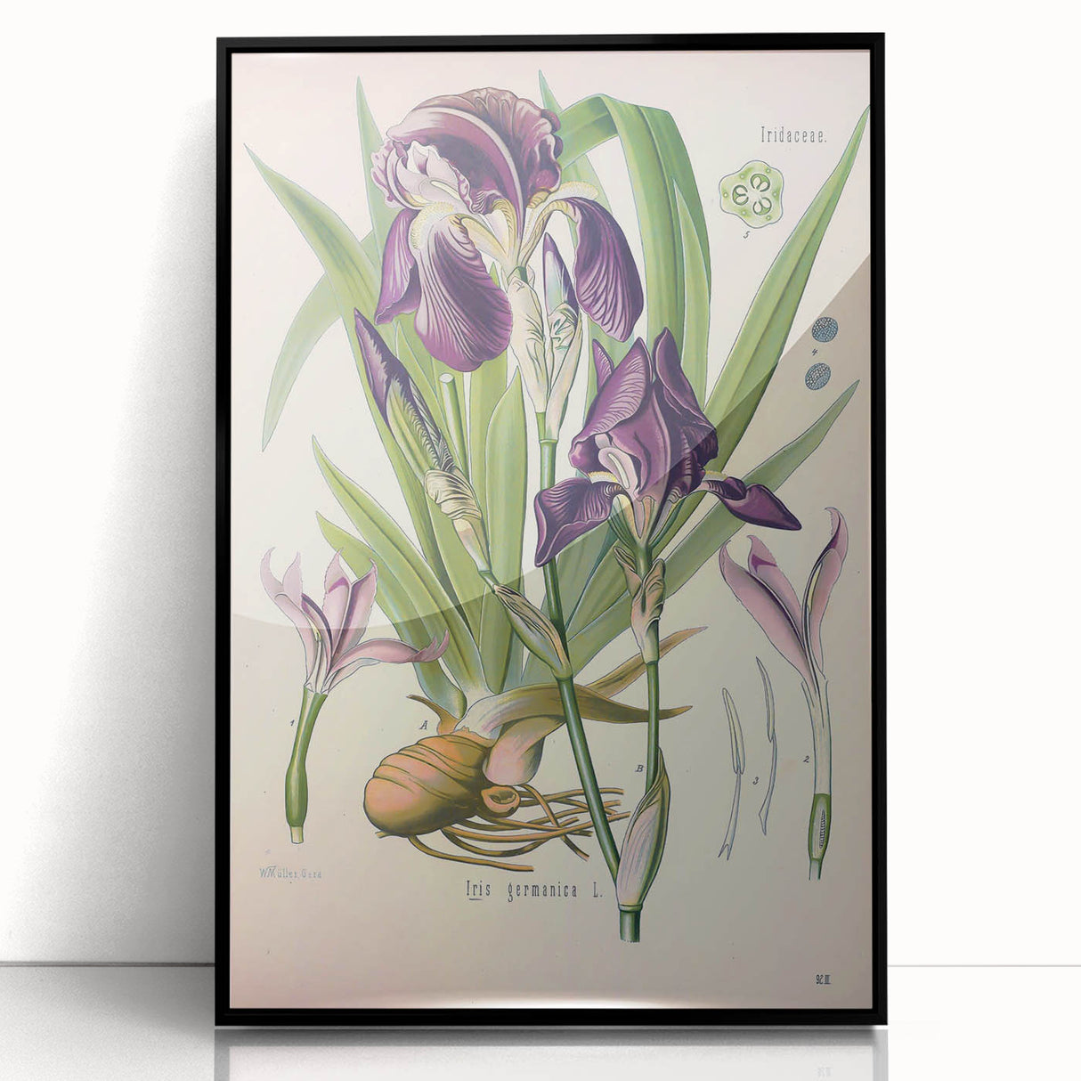 Botanical Art Prints – Vintage Iris Floral Illustration