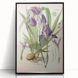 Botanical Art Prints – Vintage Iris Floral Illustration