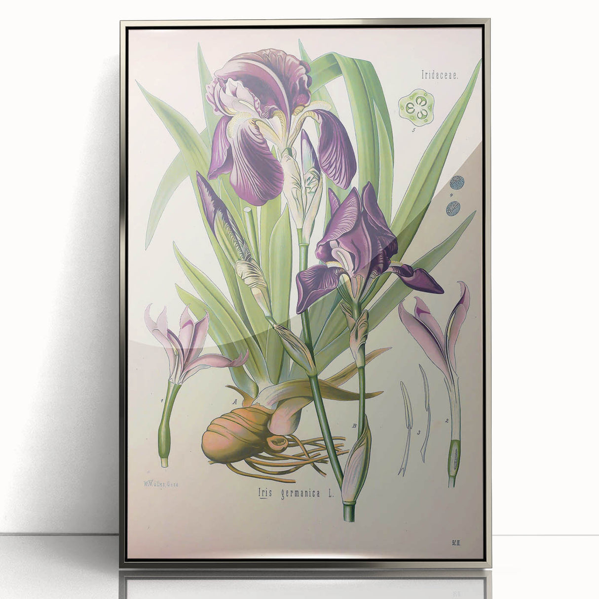 Botanical Art Prints – Vintage Iris Floral Illustration