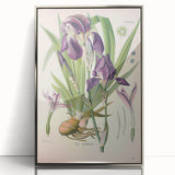 Botanical Art Prints – Vintage Iris Floral Illustration