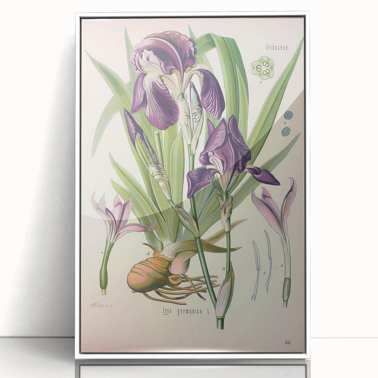 Botanical Art Prints – Vintage Iris Floral Illustration