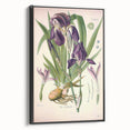 Botanical Art Prints – Vintage Iris Floral Illustration