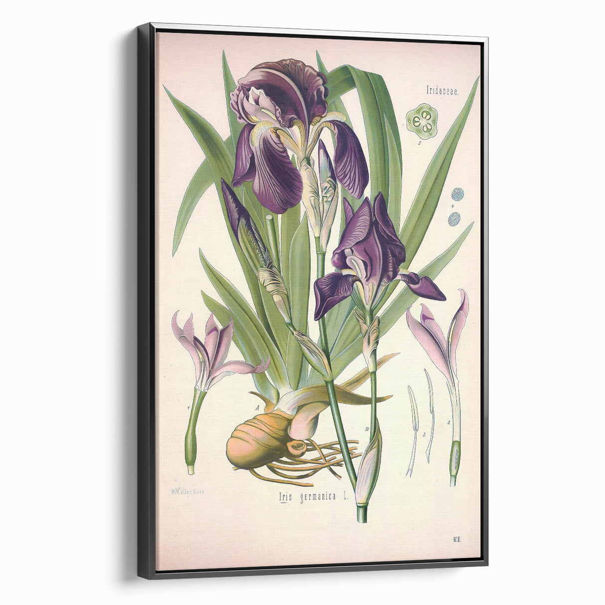 Botanical Art Prints – Vintage Iris Floral Illustration