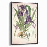 Botanical Art Prints – Vintage Iris Floral Illustration