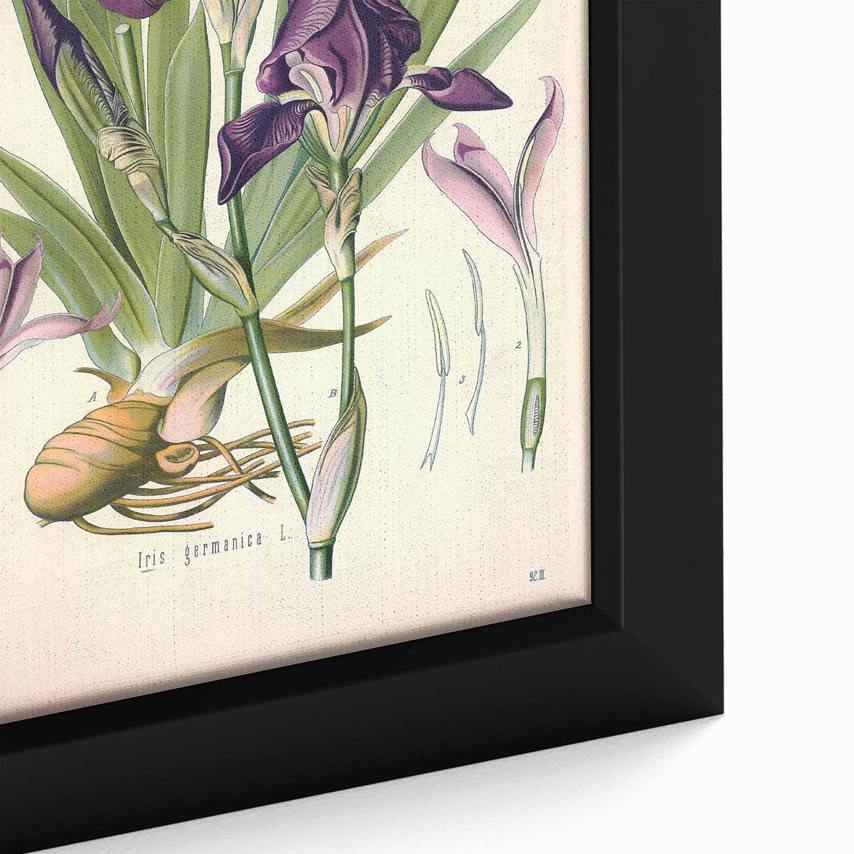 Botanical Art Prints – Vintage Iris Floral Illustration