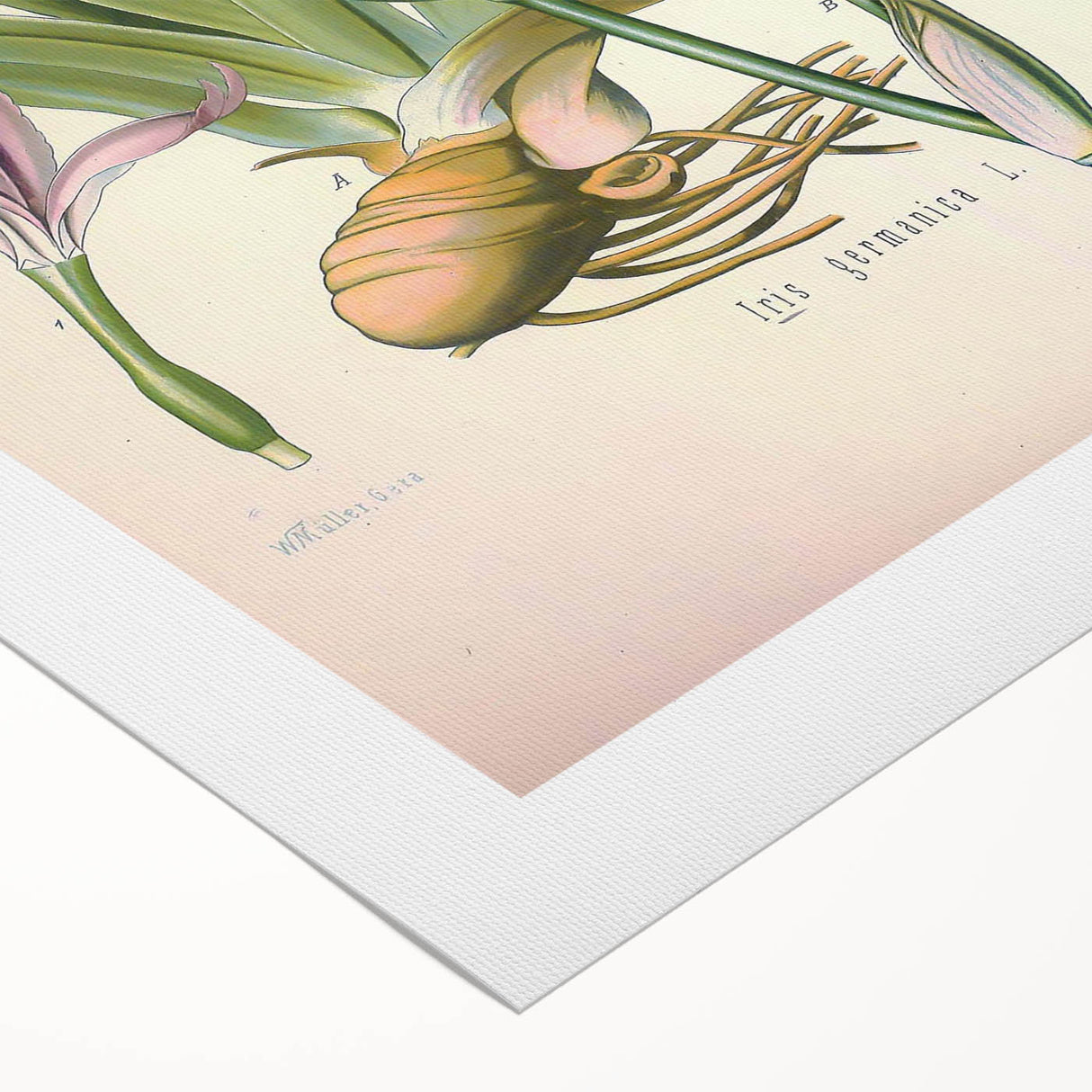Botanical Art Prints – Vintage Iris Floral Illustration